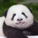 xoop Discord avatar